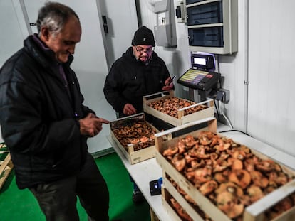 Dos hombres pesan varias cajas de setas en la lonja de Soria, este miércoles.