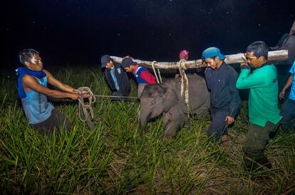 Guardabosques indonesios transportan a un bebé elefante herido en Siak (Indonesia).