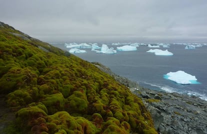 Banco de musgo en una ladera de Green Island, en el extremo de la península antártica.