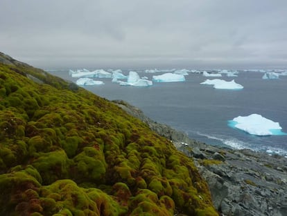 Banco de musgo en una ladera de Green Island, en el extremo de la pen&iacute;nsula ant&aacute;rtica.