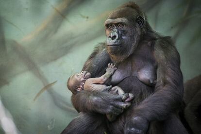 La gorila Kira con su bebé en el zoo de Moscú (Rusia). El bebé, nacido el 22 de julio, ya está viviendo con su madre y otros gorilas.