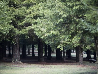 El Bosque de Colón en Poio.