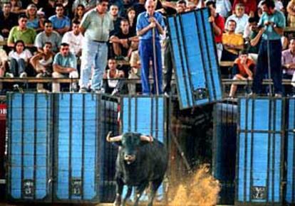 Uno de los toros de Jandilla salta al ruedo en la plaza de Valencia en la tradicional desencajonada.