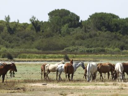 Caballos en las marismas de Doñana en el término de El Rocío, Huelva.