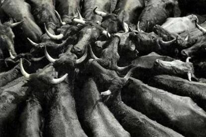 <i>Toros,</i> fotografía de Oriol Maspons publicada en el anuario de <i>AFAL</i> en 1958.