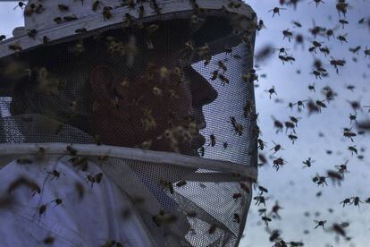 Primer plano de un apicultor rodeado de abejas en un campo cerca de Columbia Falls, Maine (EE.UU).