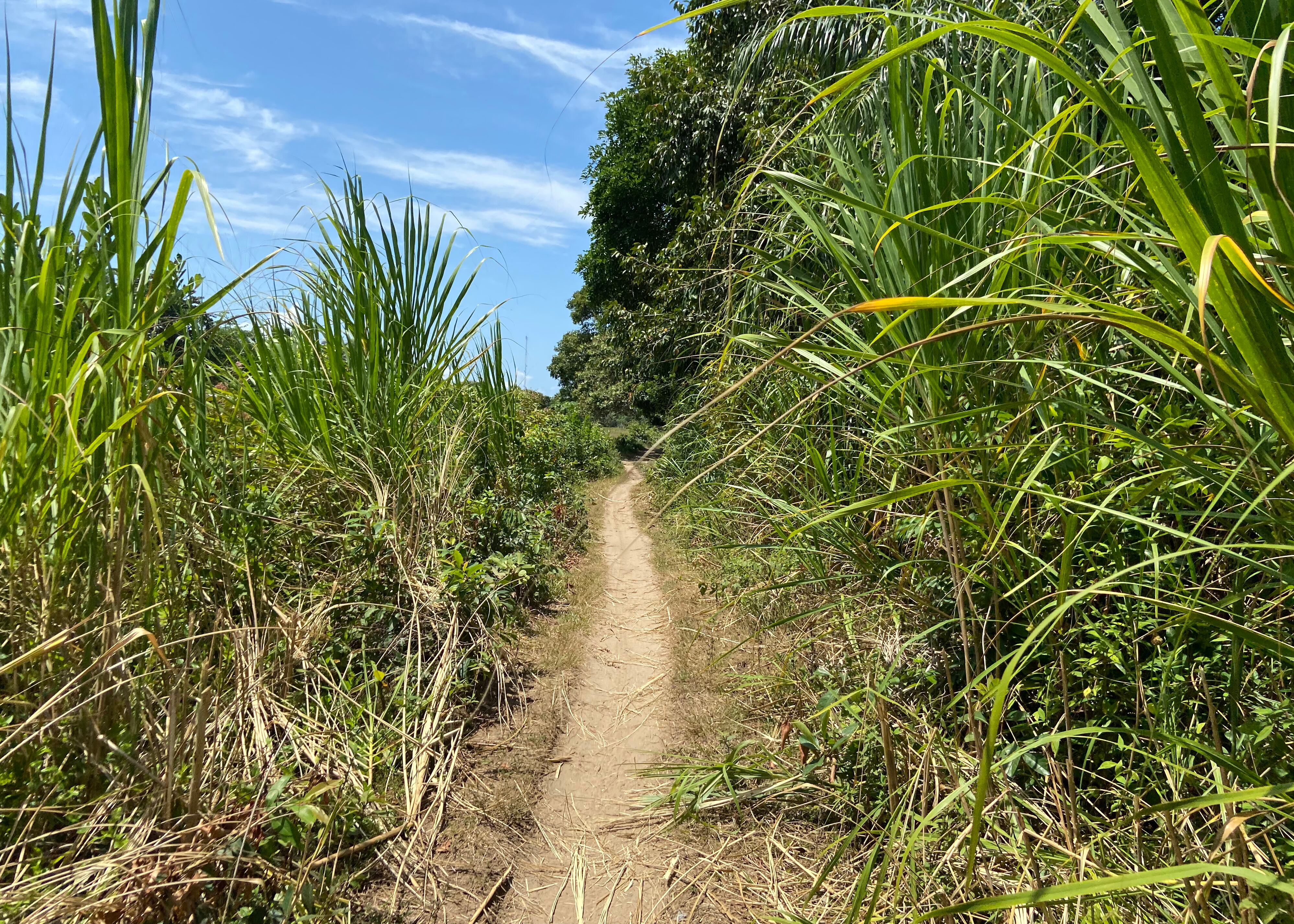 Una vereda en la selva de la Moskitia.