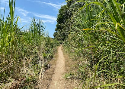 Una vereda en la selva de la Moskitia.