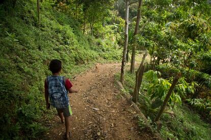 <p>Danny, de 10 años, regresa a casa desde su escuela, en las montañas de la frontera con Guatemala en Omao, Cortes, Honduras, el jueves 7 de abril de 2016. Danny vive con sus cinco hermanos y su madre. El año pasado, el padre de Danny recibió seis disparos frente a él y murió en el hospital. Después, Danny estaba demasiado angustiado para ir al colegio, pero ha regresado a sus clases y espera convertirse en agente de policía cuando crezca, para ayudar a la gente. La madre de Danny tiene que trabajar 12 horas al día, seis días a la semana para mantener a su familia.</p>
<p>Con 57 homicidios por cada 100,000 residentes en 2015, Honduras tiene una de las tasas de homicidios más altas del mundo. El crimen organizado aumentó a raíz de las guerras civiles en la región, que dejó a muchas personas desempleadas y con fácil acceso a armas. A partir de agosto de 2016, pandillas fuertemente armadas reclutan a decenas de miles de miembros en Honduras y países vecinos, quienes participan en extorsiones, asesinatos, tráfico de drogas, robo de automóviles, ventas ilegales de armas, secuestros y guerras territoriales.</p>