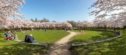 Cerezos en flor en el Amsterdamse Bos (bosque de Ámsterdam), en la periferia al suroeste de la ciudad.