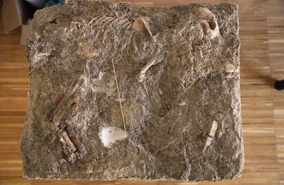 Restos del perro encontrado en las excavaciones de Titulcia.