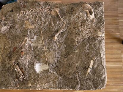 Restos del perro encontrado en las excavaciones de Titulcia.