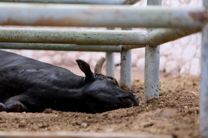 res Aberdden Angus en las instalaciones del Criadero MIlitar de Ganado Santa Gertrudis, Chihuahua