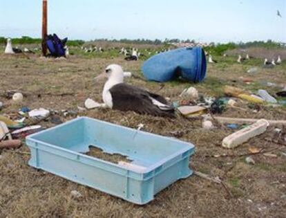 Un albatros, con su nido en medio de la basura.