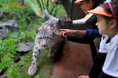 Un leopardo de las nieves en el zoo de Central Park, en Nueva York.