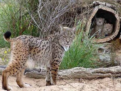 EL LINCE VOLVERÁ A SU HÁBITAT