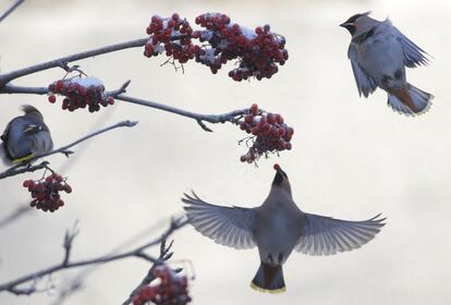 Una pareja de bombycillas picotean los frutos de un sorbus congelado en la ciudad de Novogrudok (Bielorrusia).