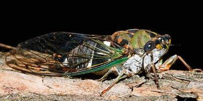 Imagen de una cicada nativa de EE UU.