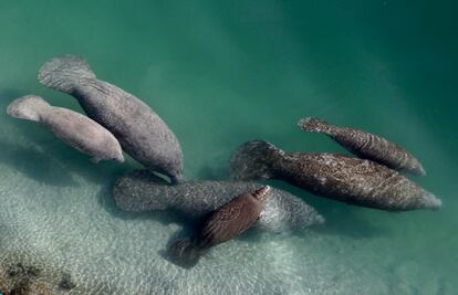 A group of manatees is pictured in a canal where discharge from a nearby Florida Power & Light plant warms the water in Fort Lauderdale, Florida, in December 2010.