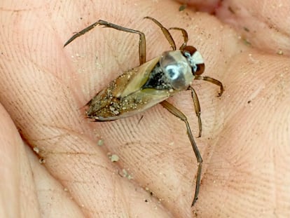 A backswimmer seen from the back.