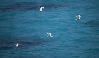 Aves sobrevuelan las aguas de Southampton, Bermudas.