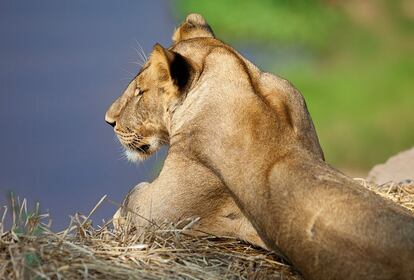 "Durante muchos años, a los leones se les consideró una plaga, de ahí que se los matara sin contemplaciones. En la actualidad esta percepción ha cambiado y la población de este gran felino se ha recuperado". Serengueti. 300 mm f4 1/2500 ISO 200