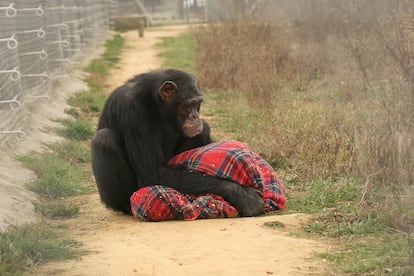 El chimpancé Víctor fue rescatado por el centro de recuperación de primates de la Fundación Mona, en Girona, España. / Fundación Mona.