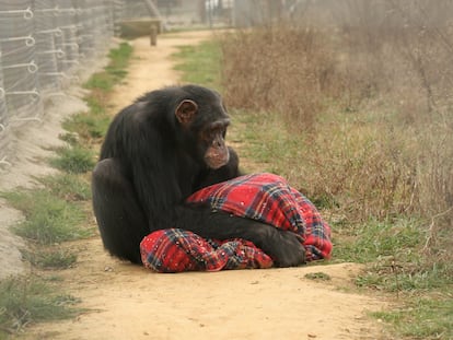 El chimpancé Víctor fue rescatado por el centro de recuperación de primates de la Fundación Mona, en Girona, España. / Fundación Mona.