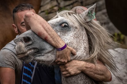 Aloitadores retienen a los caballos salvajes para cortarles las crines y desparasitarlos, este lunes en la aldea de Sabucedo (Pontevedra).