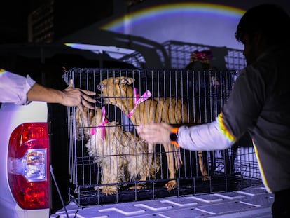 Autoridades lograron el aseguramiento y resguardo de 34 ejemplares.