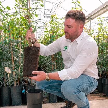 Una planta de pistacho injertada en un tronco UCB-1 a los diez meses de edad