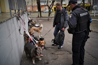 Perros rescatados de un centro de acogida de Irpin