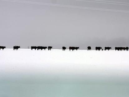 Vacas en un prado nevado en Soto del Real
