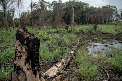 Troncos de árboles recientemente quemados cerca de Cartagena del Chaira, en el departamento del Caquetá, Colombia, el 24 de abril de 2025.