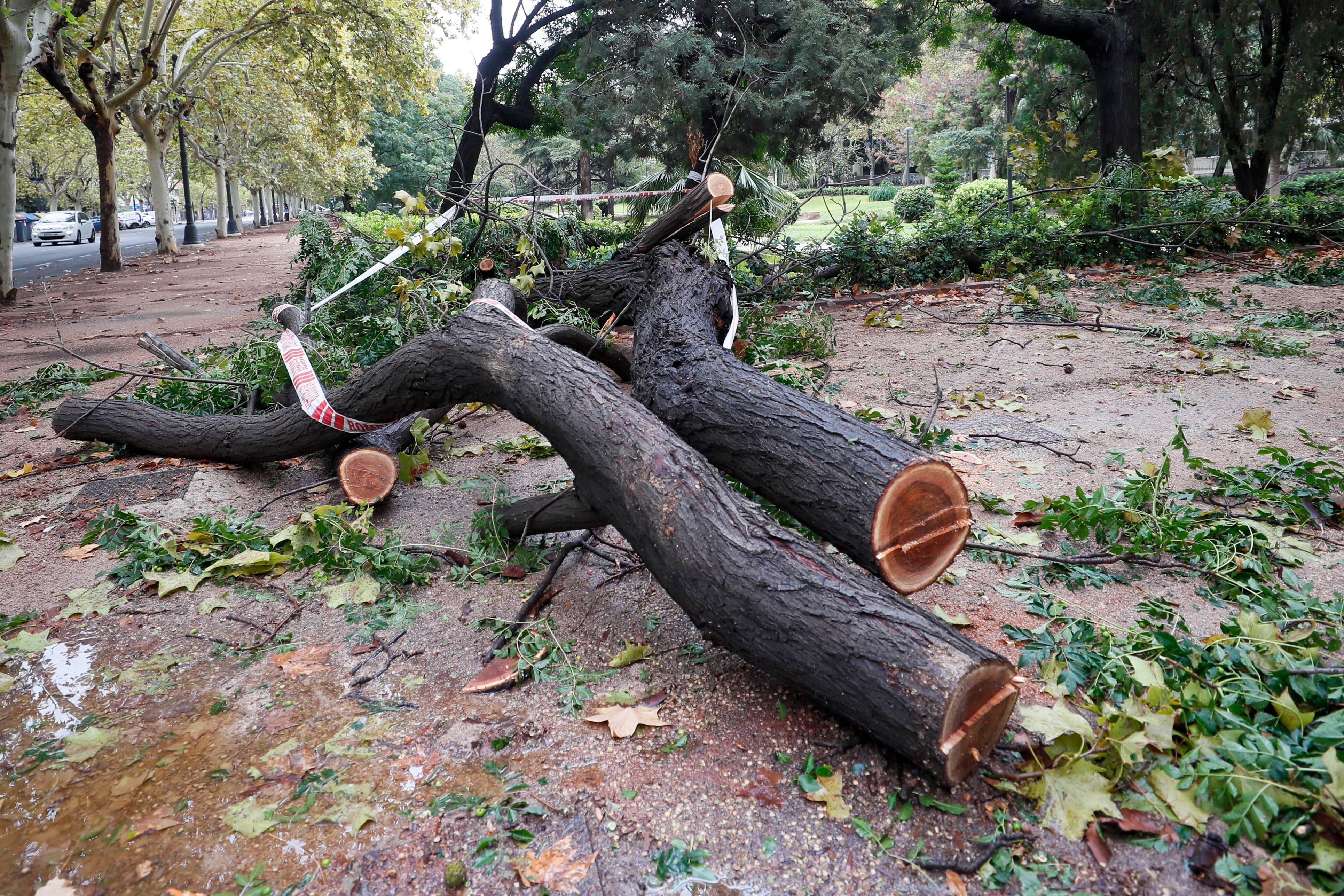 Un árbol derribado por el viento, la pasada noche en Valencia.