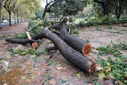 Un árbol derribado por el viento, la pasada noche en Valencia.