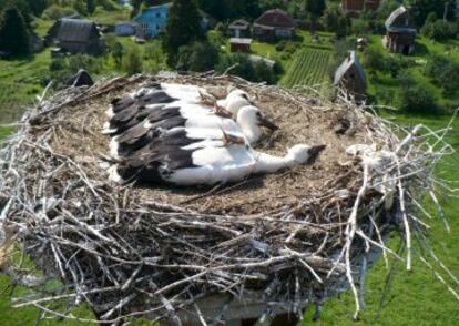 Cuatro de las cigüeñas rastreadas, con GPS y sensores de movimiento, en un nido en Rusia.