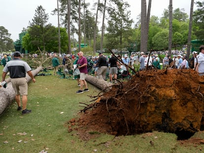 El árbol caído en el Masters de Augusta este viernes.