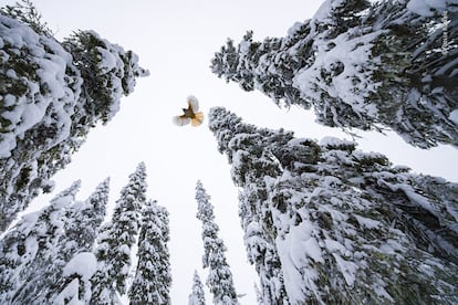 Lasse Kurkela (Finlandia) observa cómo un arrendajo siberiano vuela hasta la copa de un abeto para guardar su comida. Lasse quería dar una sensación de escala en su fotografía del arrendajo siberiano, diminuto entre el antiguo bosque dominado por los abetos. Utilizó trozos de queso para acostumbrar a los arrendajos a su cámara teledirigida y animarles a seguir una determinada trayectoria de vuelo. Los arrendajos siberianos utilizan los árboles viejos como despensa. Su saliva pegajosa les ayuda a pegar alimentos como semillas, bayas, pequeños roedores e insectos en lo alto de los agujeros y grietas de la corteza y entre los líquenes colgantes.