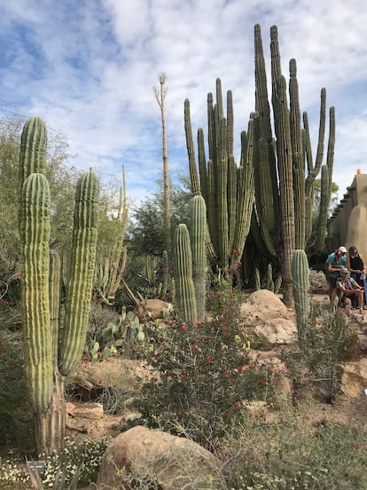 Saguaros y otras especies adaptadas a la falta de agua y a las altas temperaturas en el Jardín Botánico del Desierto, en Phoenix, Arizona, en noviembre de 2021.