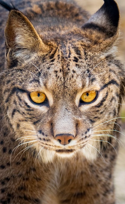 Primer plano de un lince ibérico.