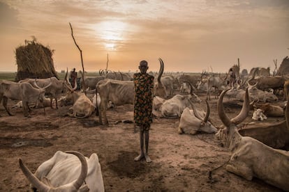 A criança sudanesa Dêem, da tribo Dinka, trabalha com o gado, e também como cozinheira e faxineira. Ajuda seu irmão e não vai a nenhuma escola em Mingkaman, no estado de Lagos (Sudão do Sul).