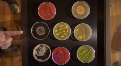 Placas con diferentes cultivos de bacterias y hongos en la exposición 'Compañeros de piso'.