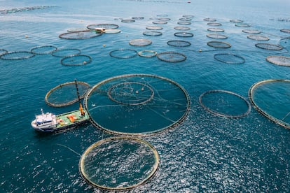 Drone View Fish Farms in the Sea