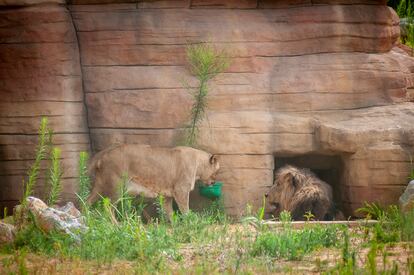 Una leona junto al león macho en el Zoo de Barcelona.