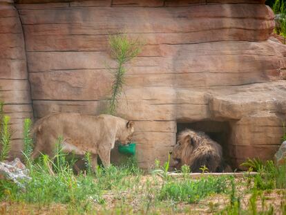 Una leona junto al león macho en el Zoo de Barcelona.