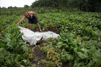 Un hombre cubre con una sábana el cuerpo de una de las víctimas del siniestro aéreo cerca de Rozsypne, en el este de Ucrania, 18 de julio de 2014.