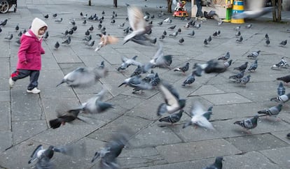 Una niña pequeña corre tras las palomas.