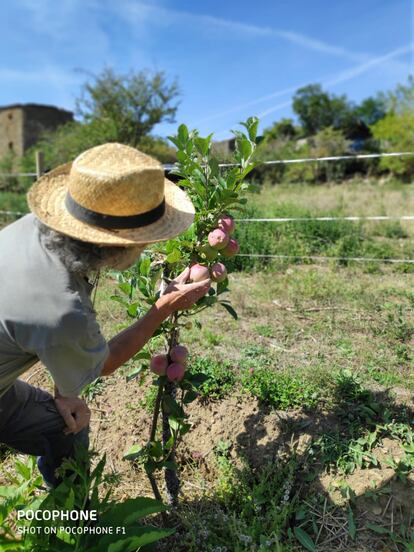 Los participantes pueden colaborar en la recolección de hortalizas y frutas.