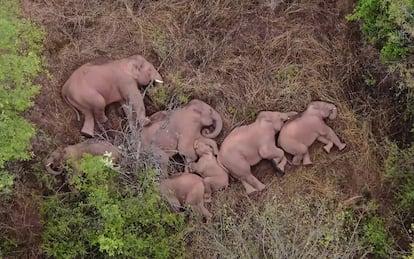 Elefantes que forman parte de una manada que se había alejado 500 kilómetros de su hábitat natural, descansando en un bosque cerca de Kunming, en la provincia suroccidental china de Yunnan, en una imagen tomada de un vídeo difundido por la Televisión Central de China (CCTV) el 7 de junio de 2021.